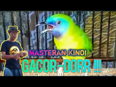 Masteran Burung Kinoi Gacor jernih Durasi Panjang||by Mr DOWI