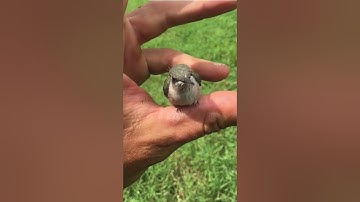 Amazing Baby Hummingbird Rescue!