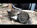 寄り添う子猫と母猫の愛情!寒い冬の倉庫で温め合う野良猫の親子!