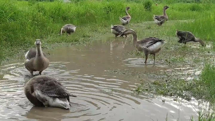 아프리카거위 가족 African Geese Family