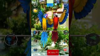 Talking parrot couple app on android mobile and game screenshot 1