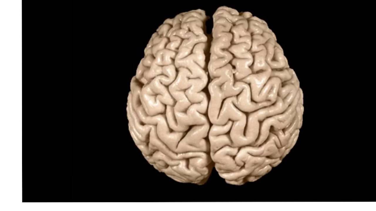 Parts Of The Brain Hemispheres Image collections - How To 
