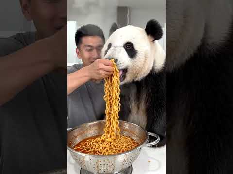 Cute panda eating noodles #asmr #panda