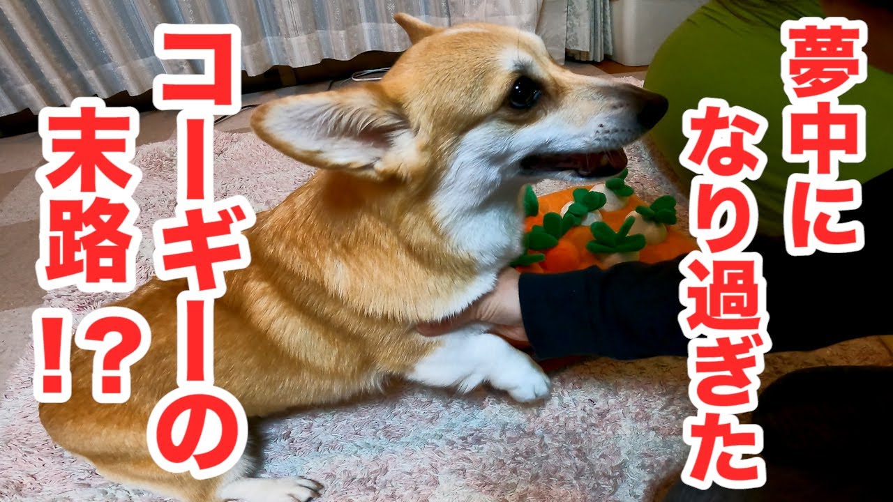 世界一可愛いと噂の にんじん畑 で遊ぶ宇宙一可愛いコーギーの末路 The End Of Corgi Playing With Educational Toys Youtube