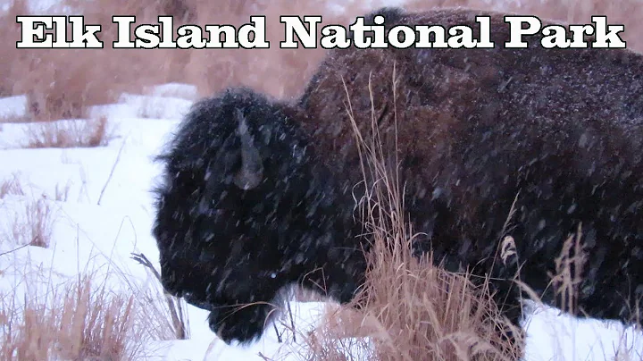 Plains Bison in the Snow | Winter in Elk Island National Park