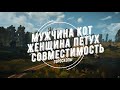 Совместимость мужчина Кот и женщина Петух