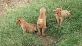 Offbeat Pride lion cubs