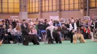 crufts 2013 by thendara show dogs 767 views 11 years ago 3 minutes, 18 seconds