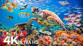 Dive Into the Mesmerizing Underwater Realm 🐬 Marvel at Sea Animal in The Best 4K UHD Aquarium #11