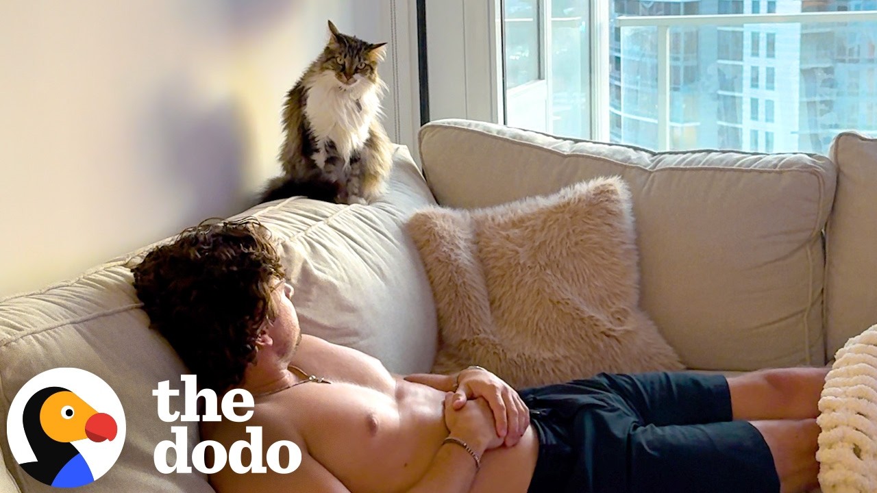 Этот кот терпеть не мог, когда к нему переехал бойфренд мамы | The Dodo