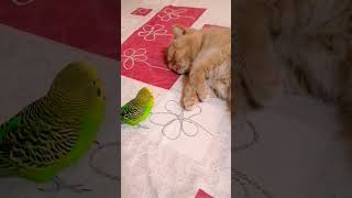 cat and bird