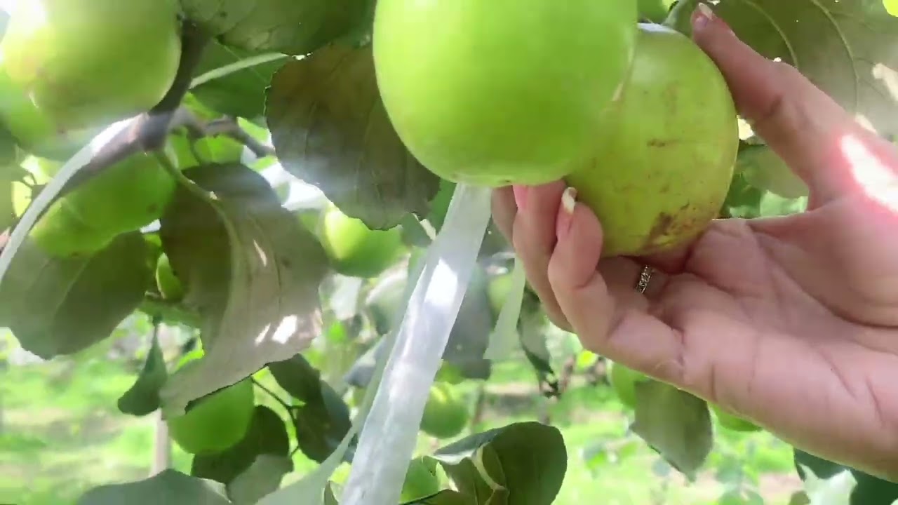 Điểm tham quan vườn táo 🍏🍏