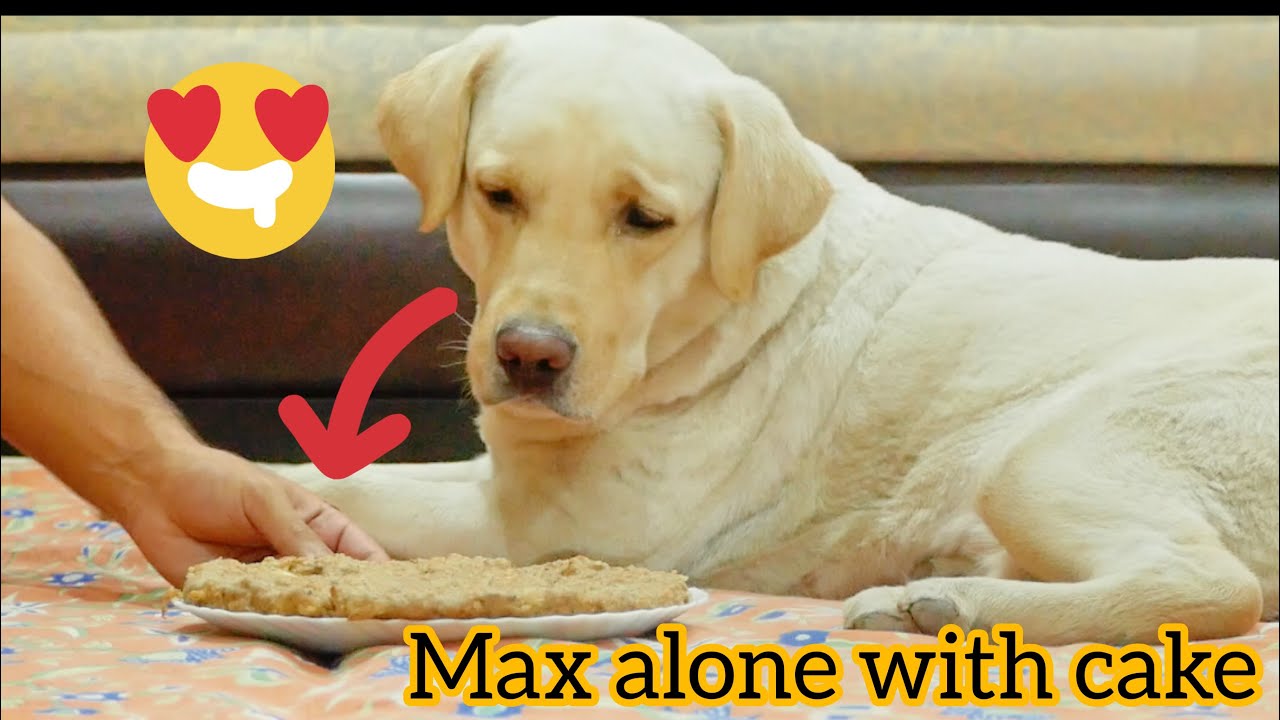 Leaving My Labrador Alone With Dog Cake!!! YouTube