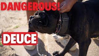 WHY Deuce is DANGEROUS!?!?! (Cane Corso)