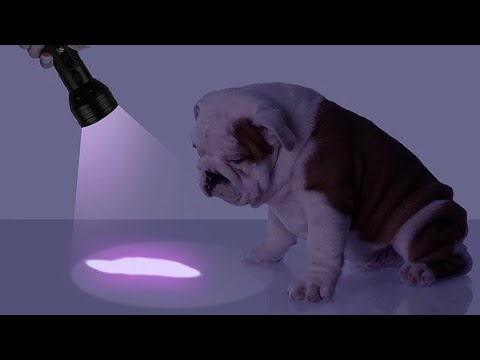 كشاف  الأشعة تحت الحمراء متعدد الاستخدامات إظهار العلامات المائية للعملات وكارت الفيزا