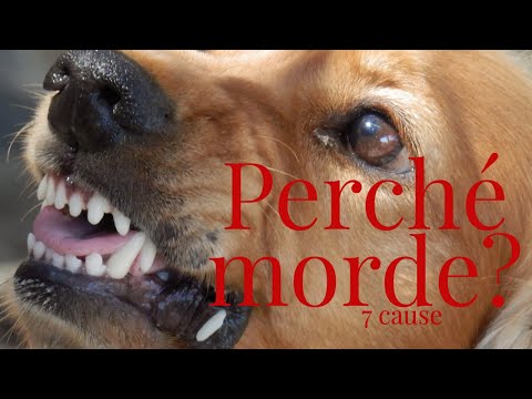 Video: Cause dell'aggressività del cane