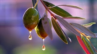 olive tree oil wallpapers production global goddess gift exceed demand its desktop wallpapersafari