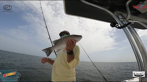 Key Techniques and gear for targeting Snapper and Grouper inside Tampa Bay!
