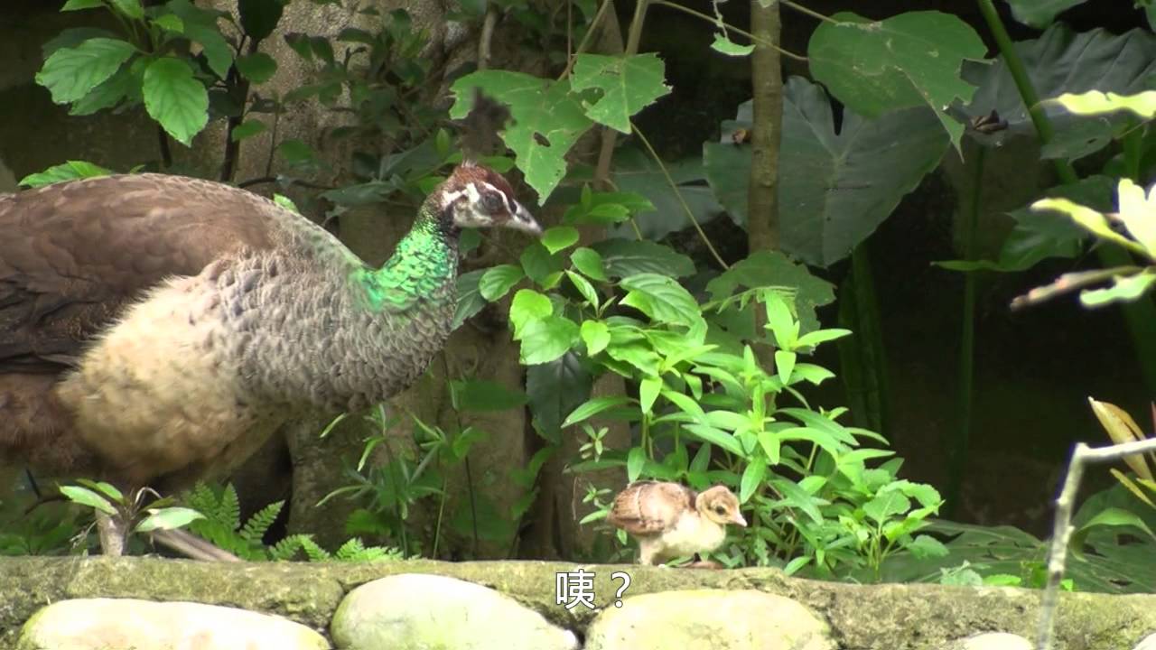 孔雀寶寶超吸睛 New Born Peafowl Chick