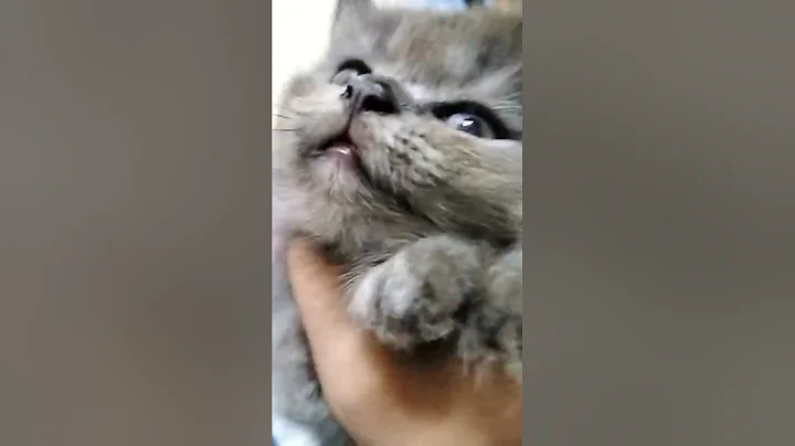 Video 10348291: persian kitten training, persian cat kitten love, persian cat kittens funny, persian cat kitten cute, kitten litter training, quality kitten