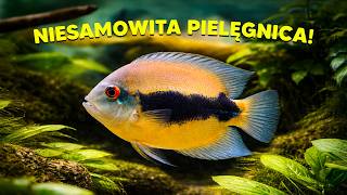 Uaru - To Więcej Niż Zwykła Pielęgnica