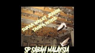 SP.SABAH MALAYSIA || SUARA WALET JERNIH TANPA NOISE || SUARA JADUL KERAMAT ||