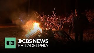 Why Delco's Linvilla Orchards is lighting fires to save its peaches