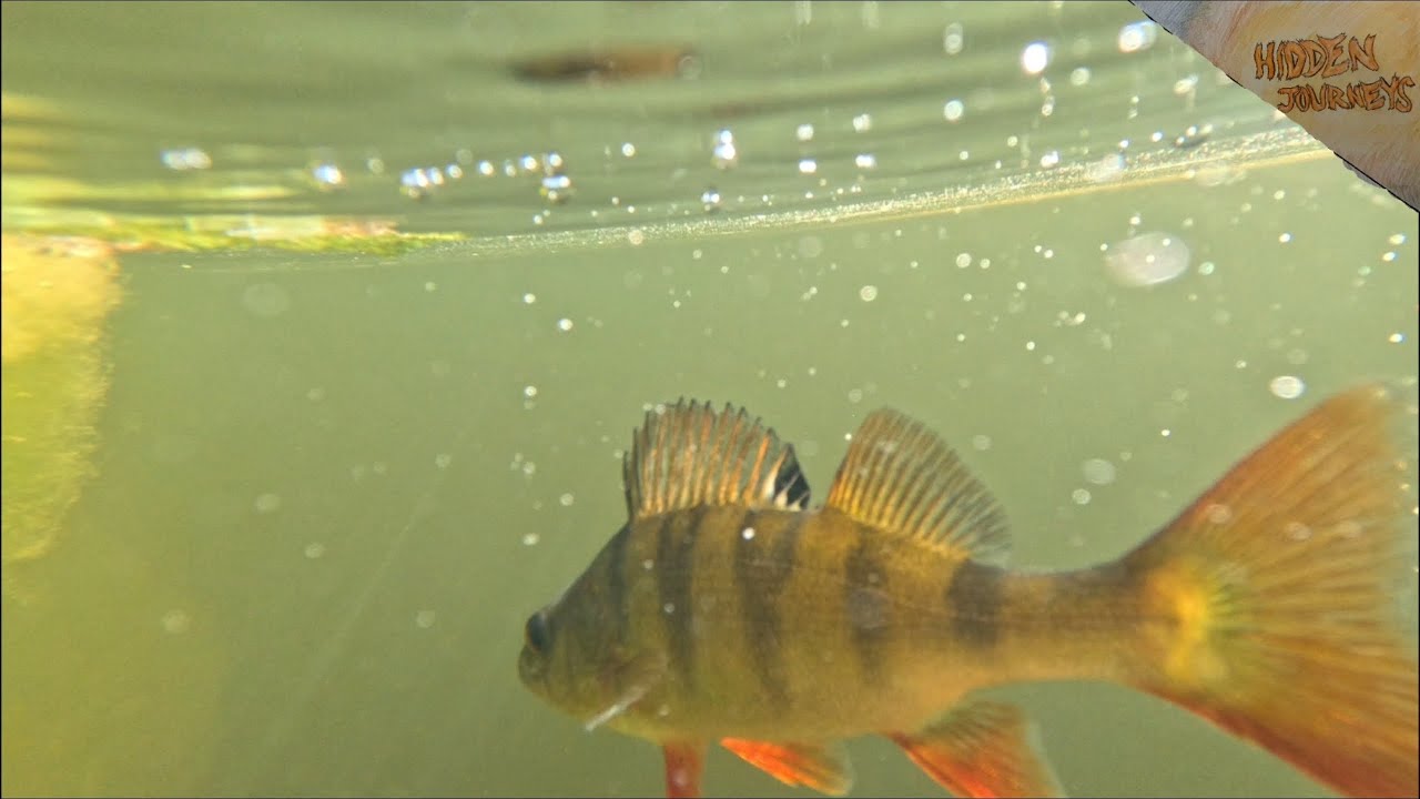 Fishing the Irish Waterways (Grand and Royal canal)