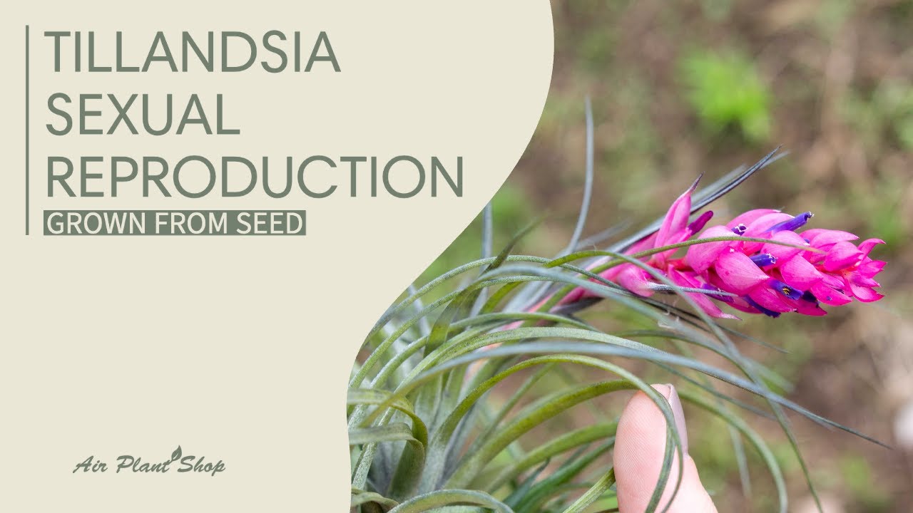 How Do Air Plants (Tillandsia) Multiply? Sexual Reproduction YouTube