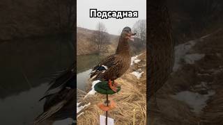 Подсадная утка, готова