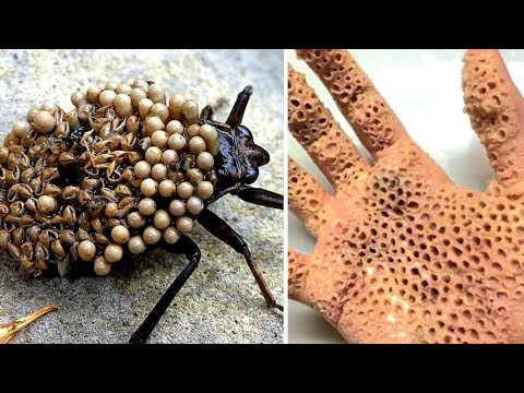 Vídeo: Os verdadeiros insetos são perigosos?
