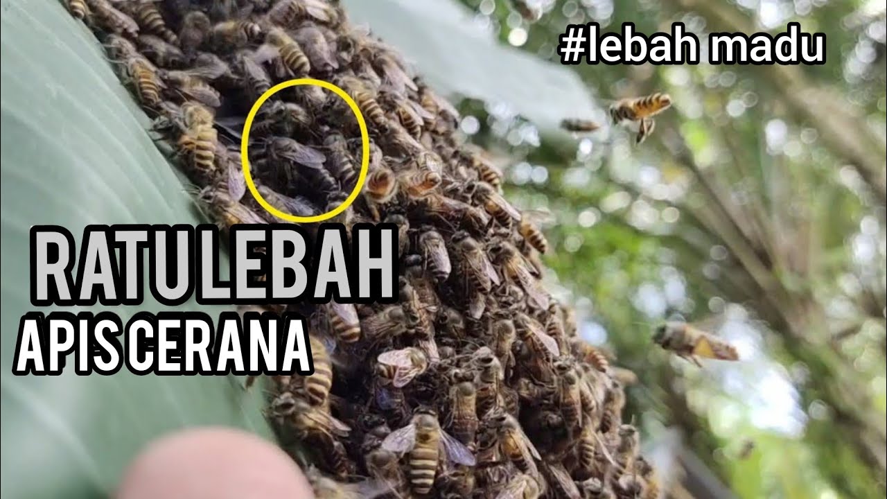 CARA TERBARU MENCARI RATU LEBAH MADU