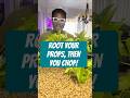 Root your vining plants before you cut them with this hack! #plantcare #propagation