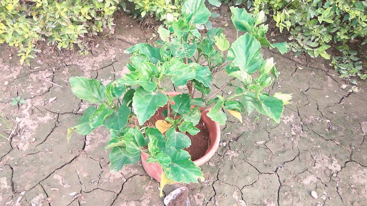 planting hibiscus in the ground YouTube
