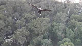 Wedgetailed Eagle drone attack close call