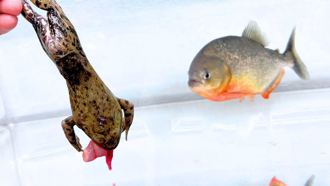 If you drop a bullfrog in front of a hungry piranha... - YouTube
