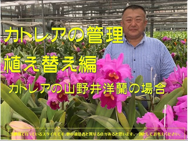 第二回 カトレアの株分けと植え方 山野井洋蘭編 - YouTube