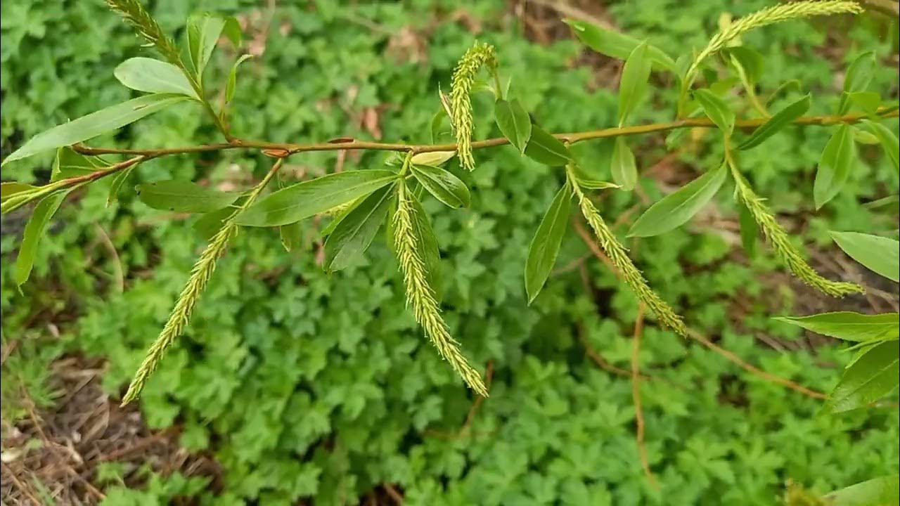 How to identify white willow trees a visual guide to their gorgeous
