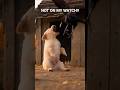 Not on my watch #animals #animalshorts #cutesavescute #cute