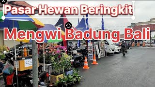 Jalan jalan Pasar Hewan Beringkit Mengwi Badung Bali 2024.
