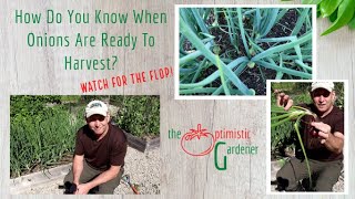 How to Know Your Onions are Ready to Harvest