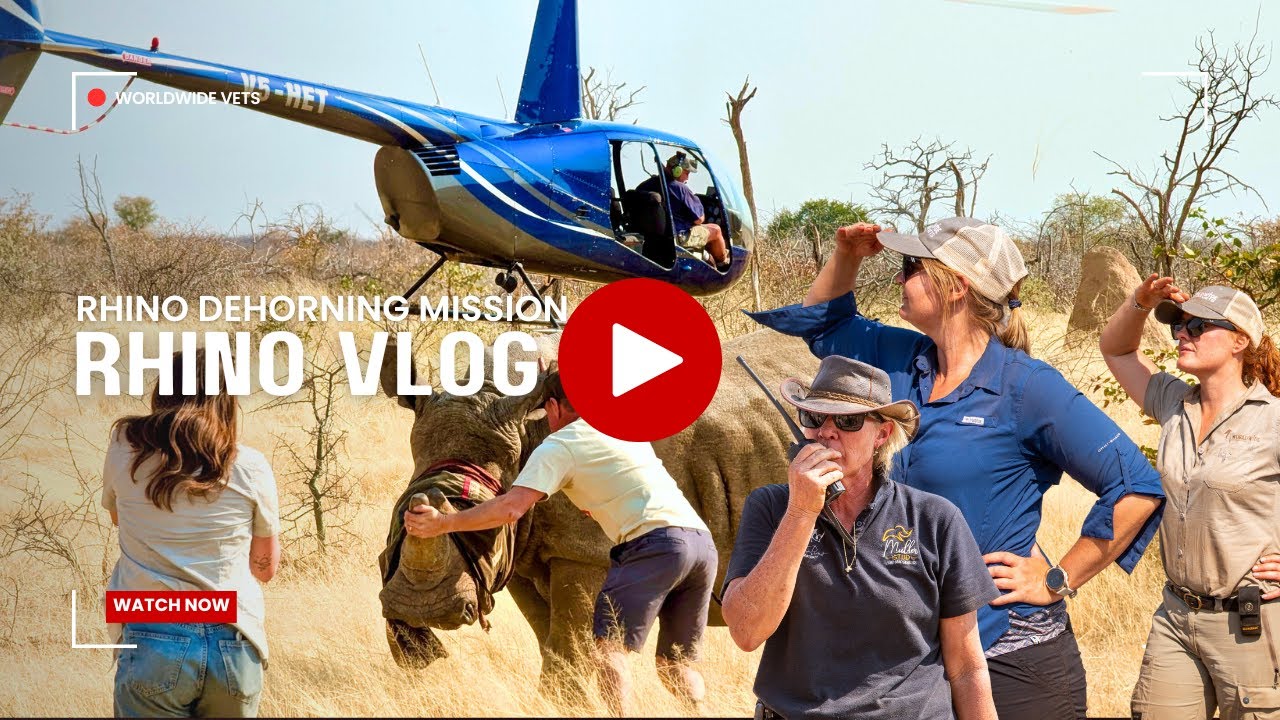 Rhino Dehorning Mission Namibia | Anti-Poaching & Rhino Conservation Vlog