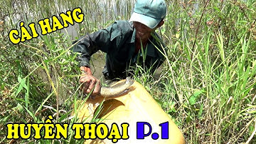 CAO THỦ MÒ HANG BẮT CÁ LÓC CÁ RÔ THẤY MÊ/Catch Fish NGÃ NĂM TV