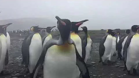 The King Penguins of Salisbury Plain