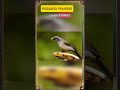 PÁSSARO PICHARRO #natureza #passaros