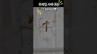 사마귀 먹방이 너무 멋쪄!! #제발돼라 #사마귀 #mantis #곤충 #채집