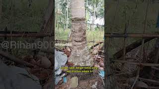 Supaya pohon kelapa cepat berbuah #kelapa