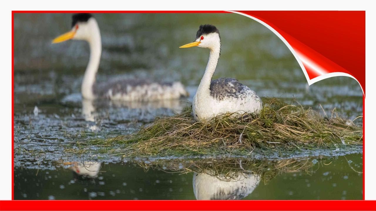 30 Best Birds To Watch For In Utah 🛋️