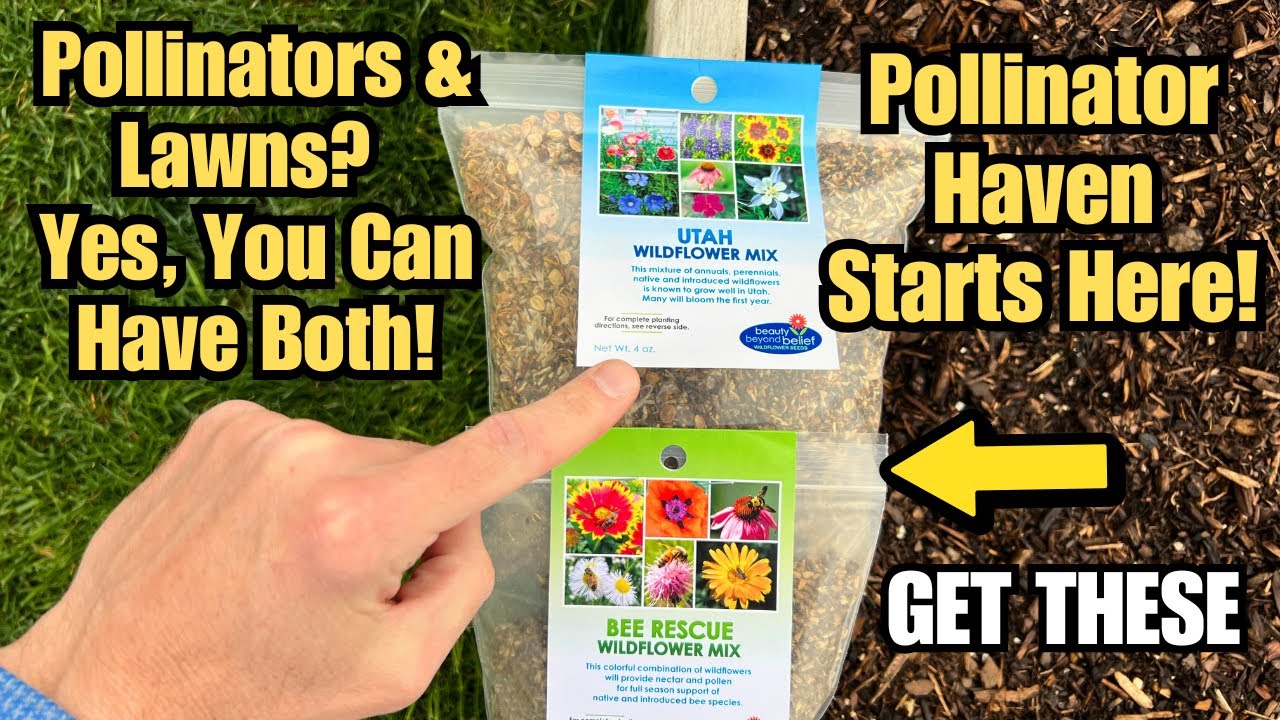 Grow a Pollinator Paradise – Easy Steps to Get Started - YouTube