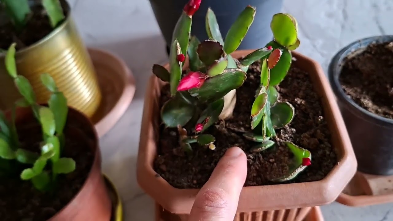 Çiçek lerim yılbaşı çoğaltılması ATLAS paskalya bakımı Çiçek açma dönemi ne zama n #keşfet #fyp 